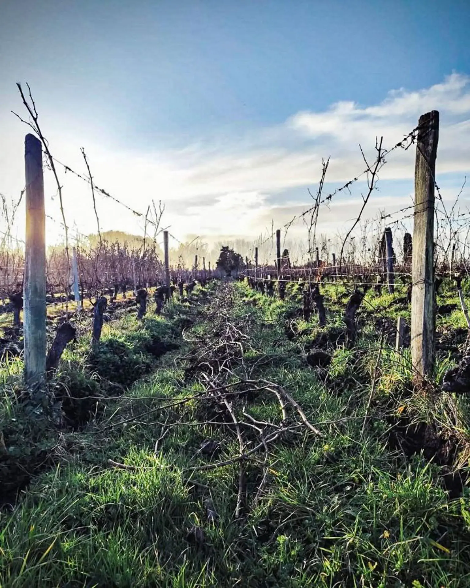 Weinberg von Fabien Duveau