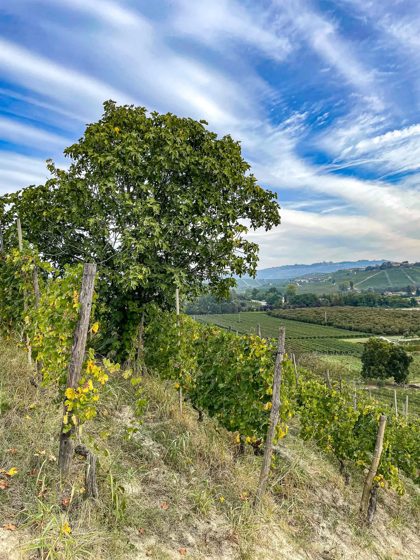 Feigenbaum im Bricco Rocca Feigenbaum im Bricco Rocca
