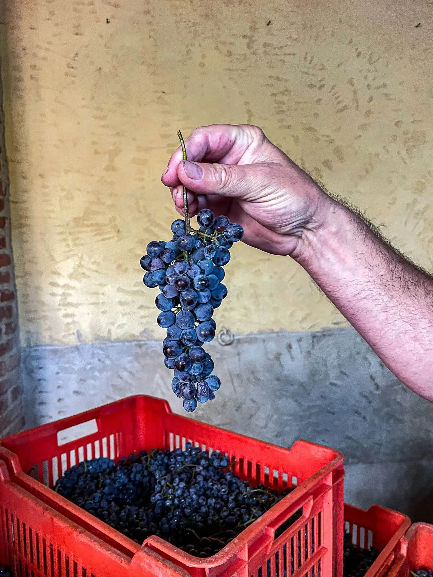 Traube aus der Riserva del Fico Parzelle Traube aus der Riserva del Fico Parzelle